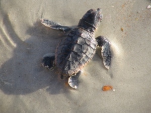 sea turtle (loggerhead) hatchling (Photo by P. C. Zick, 2006)