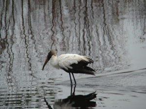 wood stork (Everglades)