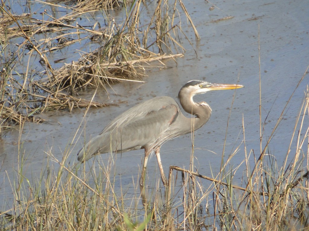 WILD FOR FLORIDA WILDLIFE