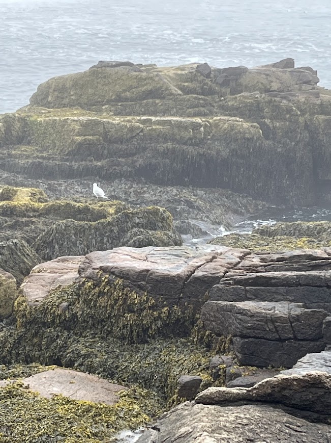 ACADIA NATIONAL PARK – COASTAL&nbsp;MAINE